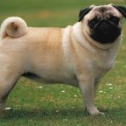 pug1