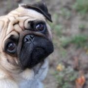 pug2