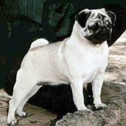 pug4