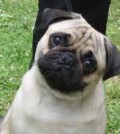 pug6