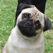 pug6