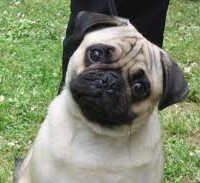 pug6