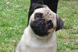 pug6